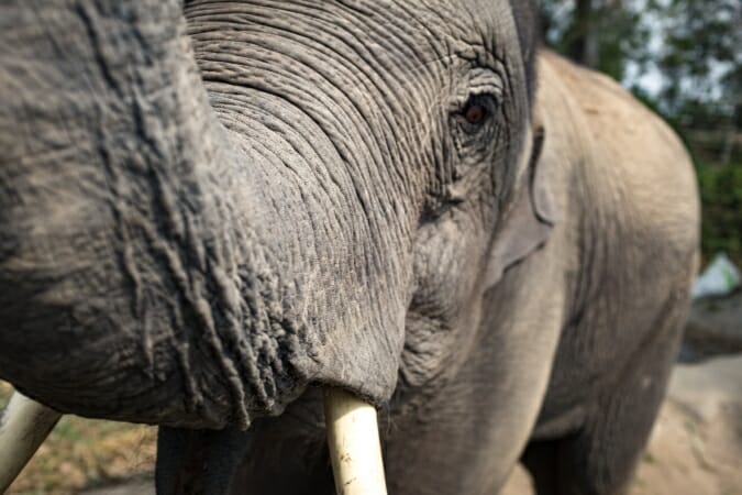 africa safari elephant - want to build your own safari marketplace?